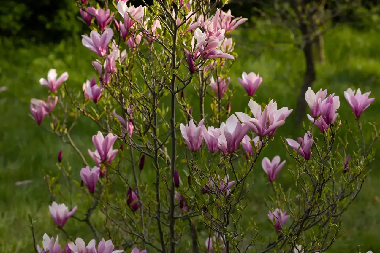 Kwitnąca magnolia w kolorze różowym, jej delikatne płatki otwierają się na tle zielonej ziemi i trawy.