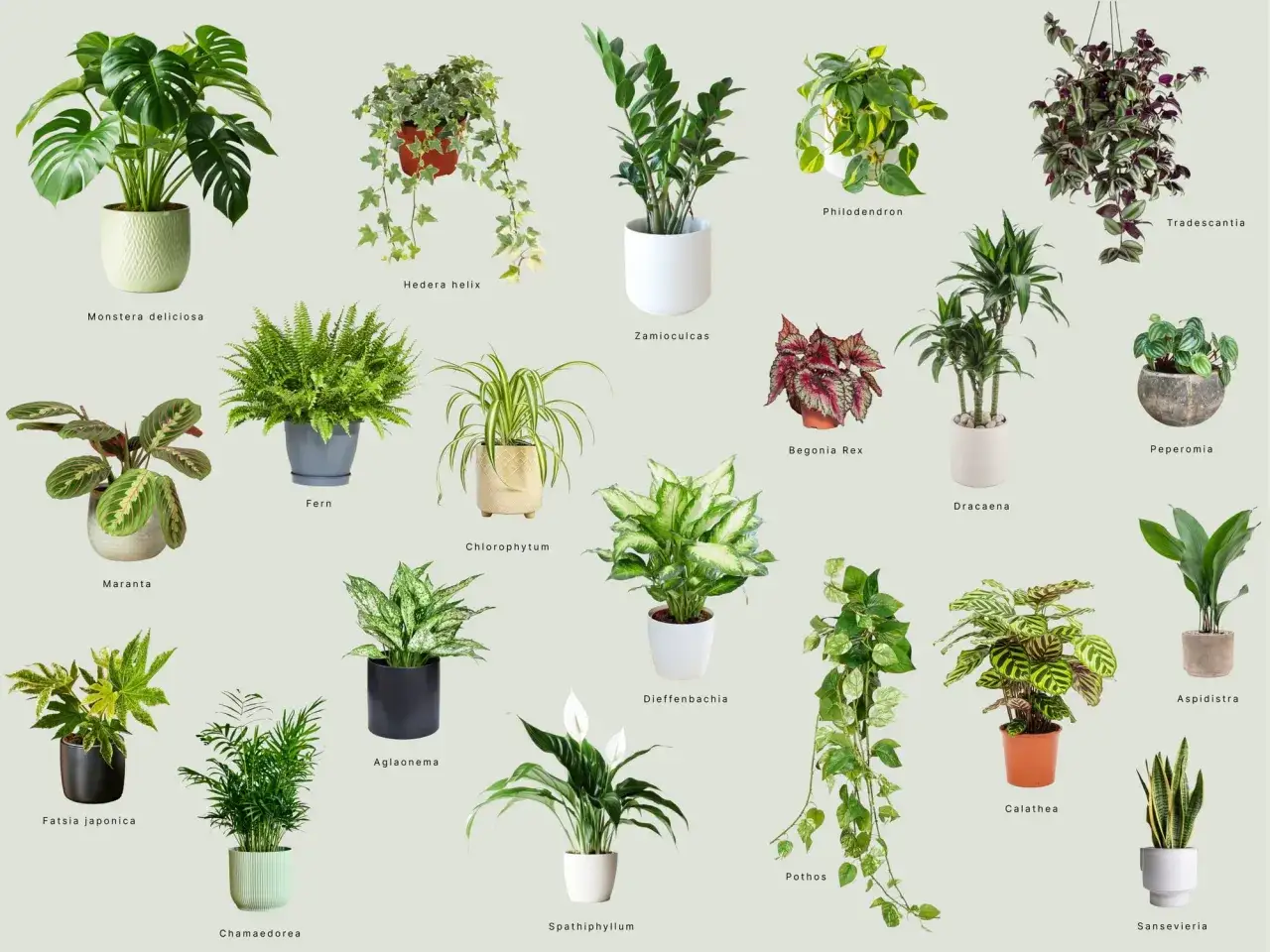 Kolekcja zielonych kwiatów doniczkowych: Monstera, paproć, kalatea i inne. Poznaj nazwy roślin liściastych.