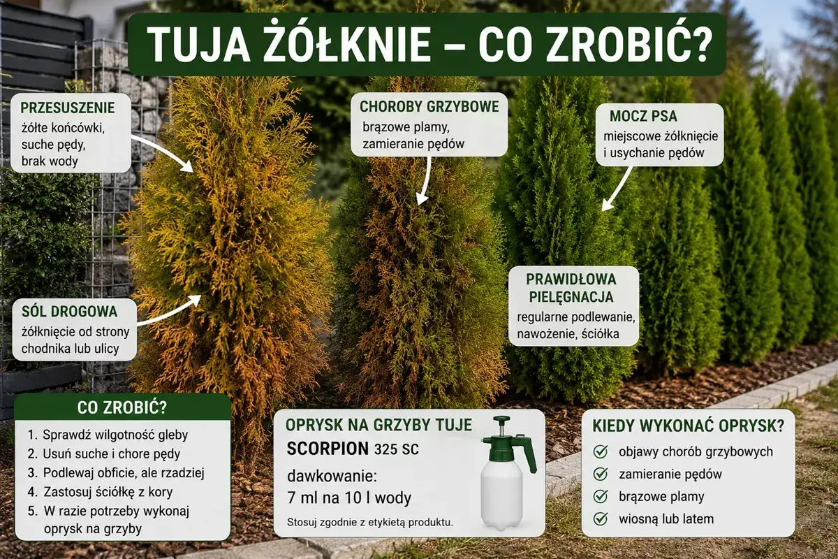 Żółknące tuje? Przyczyny: przesuszenie, choroby grzybowe, sól drogowa, mocz psa. Porady: podlewanie, ściółkowanie, oprysk.
