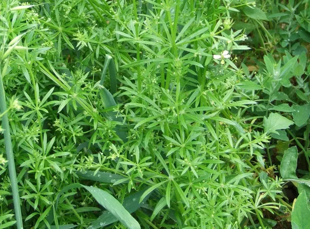 Gęsty łan zieleni, gdzie dominują drobne, gwiazdkowate liście. Wśród nich widać pojedyncze, białe kwiatki. To typowe chwasty dwuliścienne, które szybko się rozrastają.