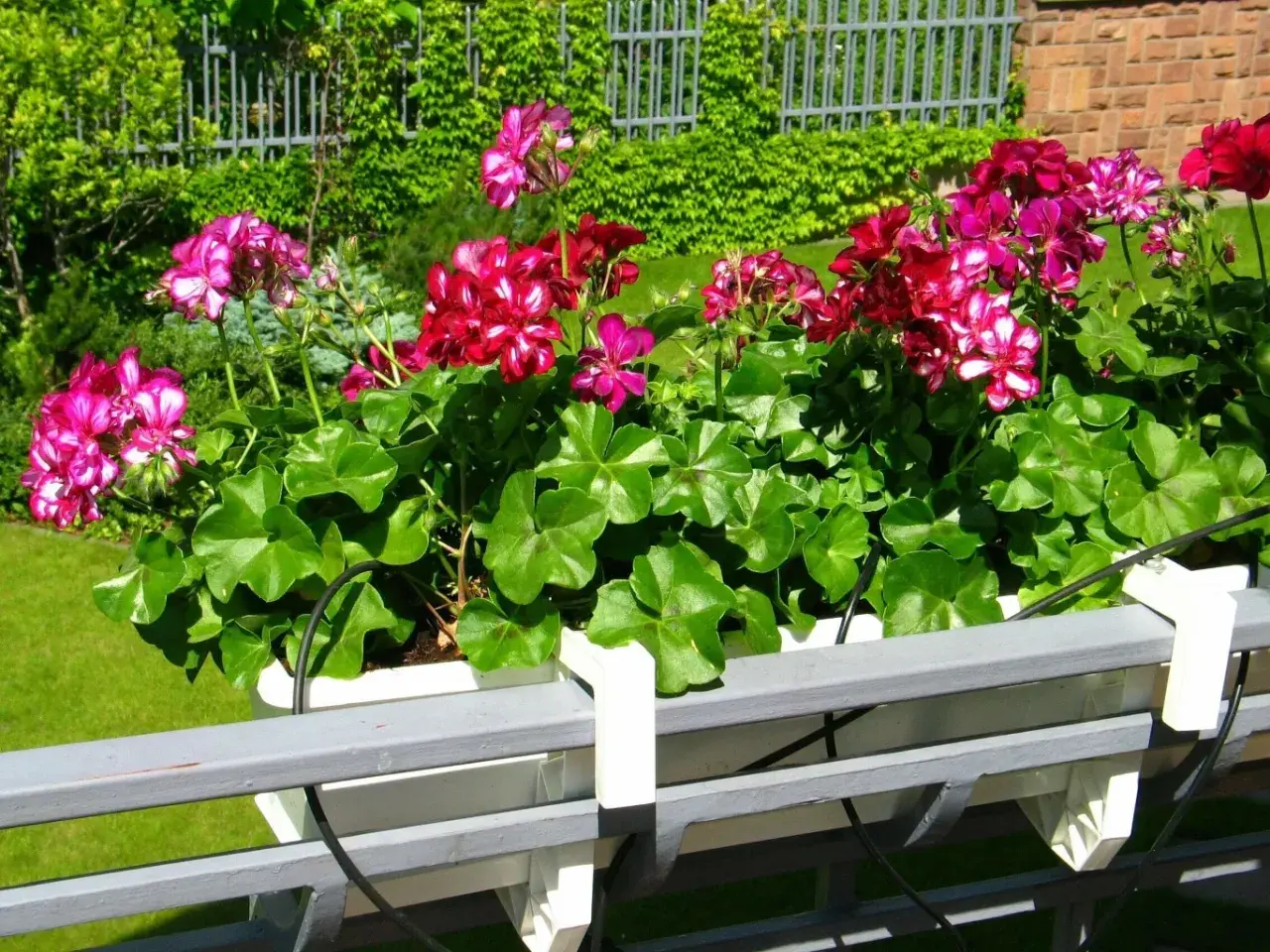 Piękne pelargonie w skrzynce, które kwitną dzięki domowemu nawozowi.