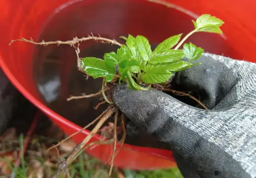 Gnojówka z podagrycznika - jak zrobić i dawkować nawóz na obfite plony?