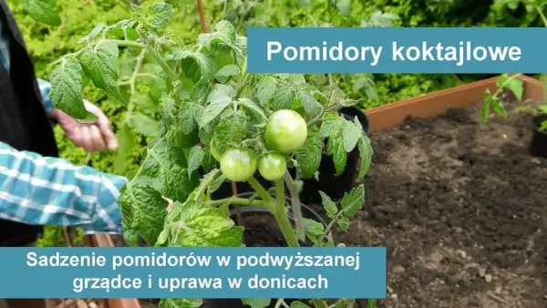Jak uprawiać pomidory koktajlowe i uniknąć najczęstszych błędów