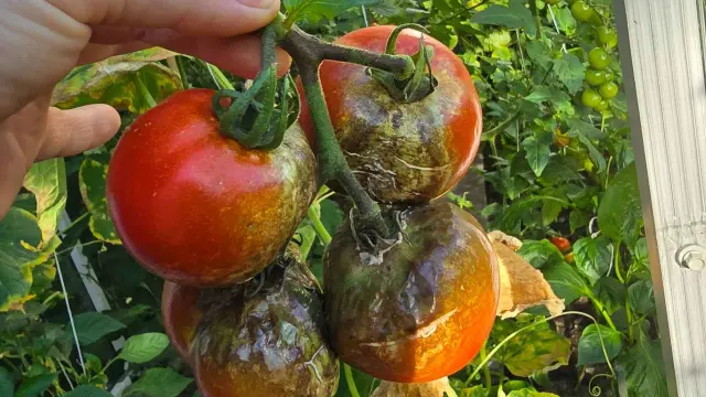 Zaraza ziemniaczana na pomidorach - jak zatrzymać chorobę?